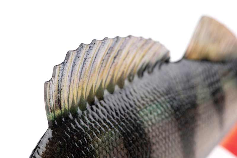 FOX Rage Ultra Realistic Pearch Replicant 10cm 22g Gummifisch