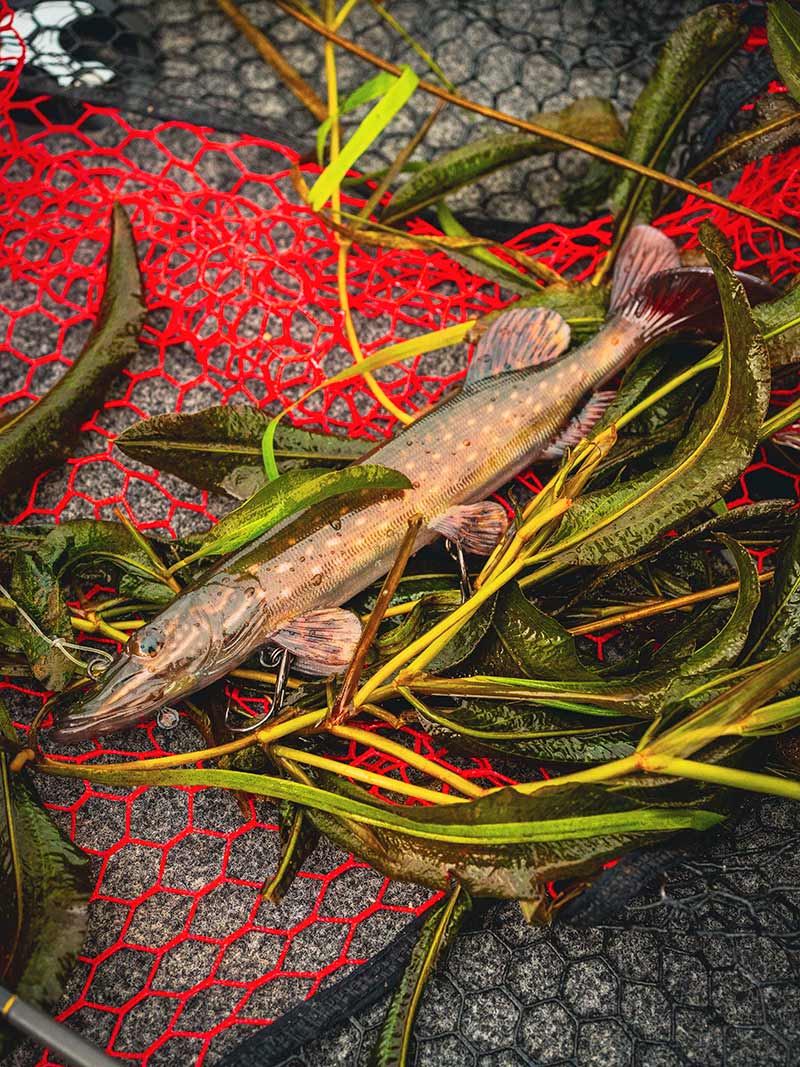 FOX Rage Ultra-Realistic Pike Replicant Wobbler