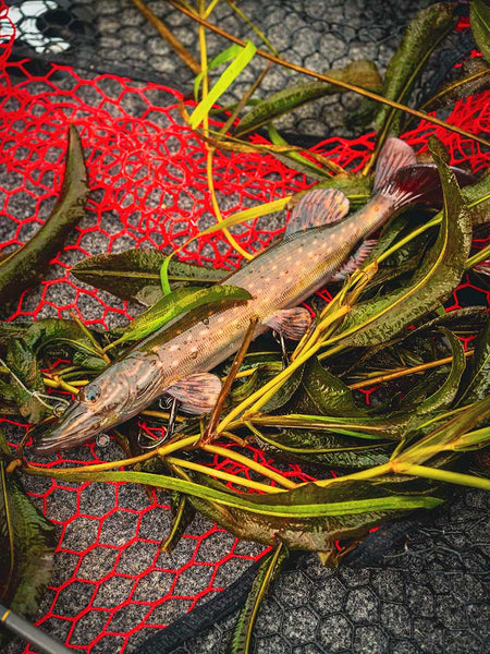 FOX Rage Ultra-Realistic Pike Replicant Wobbler